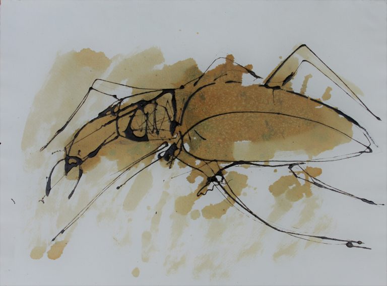 Insecte, 2 47x35cm.